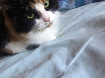 long haired fixed female cat – Livonia