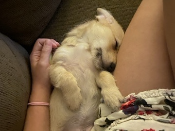 rehome dachshund terrier mix