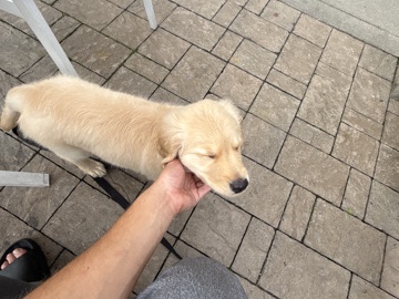 Golden Retriever – his name is Zeus – Ithaca