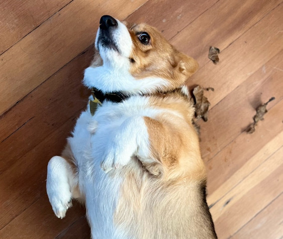 Pembroke Welsh Corgi – corgi needs home