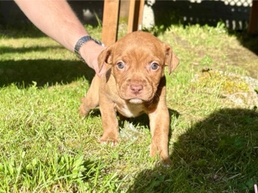 Mixed Breed - Pit Corso Puppy available for adoption in Tukwila
