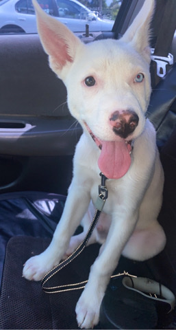 Siberian Husky – sweet boy