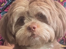 Pomeranian – Lexi – Farmington Hills