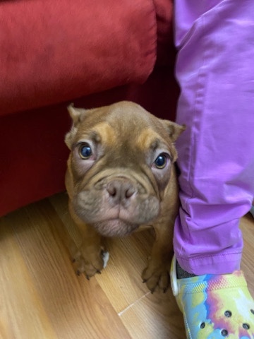 American Bulldog – Rehoming chocolate micro American Bully