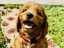 Goldendoodle β π Meet Sky β A Little Star With a Big Heart π β Hollywood