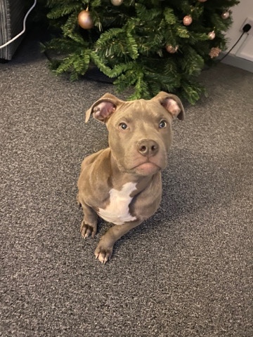 American Bulldog – XL American bully