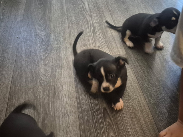 Chihuahua – Mini Chihuahuas for sale – Surprise