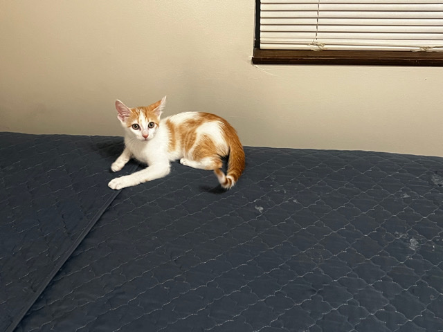 Home Kitten