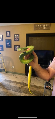 green tree pythons