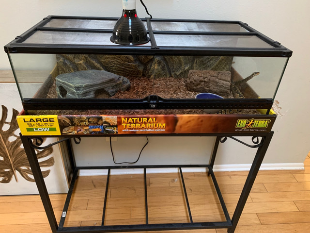 Ball python Young with habitat