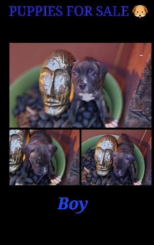 American Pit Bull Terrier – Blue nose pitbull puppies for sale .