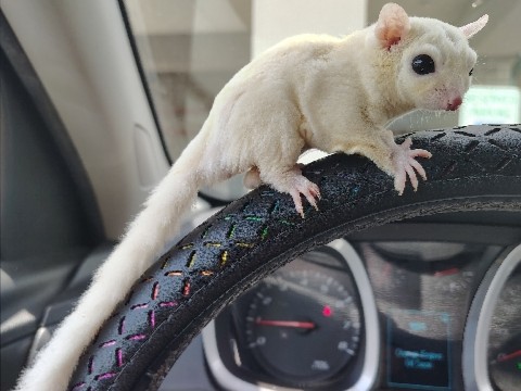 Sugar Glider – Male Leucistic Sugar Glider – Jeffersonville