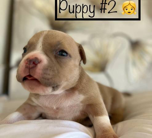 American Bulldog – American bull for sale
