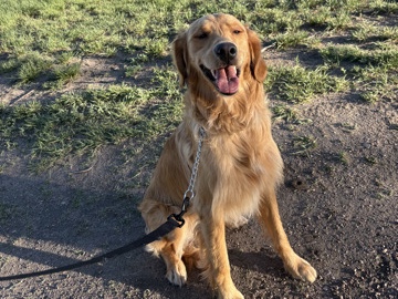 Golden Retriever – Rehoming Golden Retriever – Cheyenne