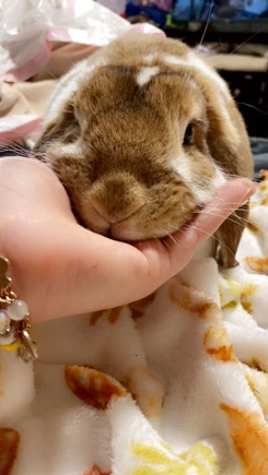 French Lop – Carmel The Bunny