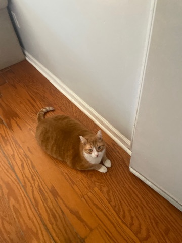 Garfield
