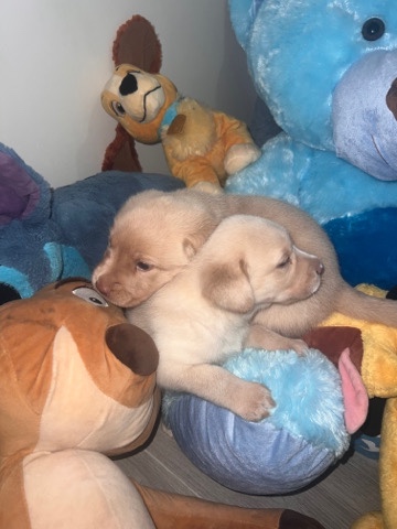 2 beautiful Labrador boy puppys