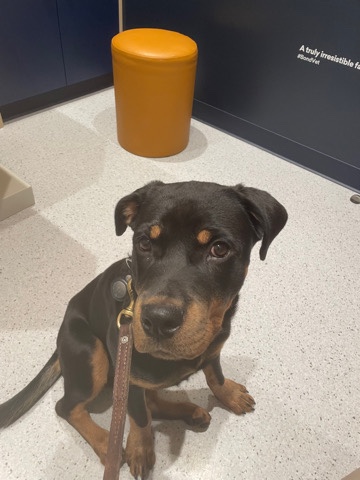 Rottweiler – 4 Month Rottweiler