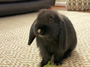 Holland Lop – Baby Holland Lops (4) – Coral Springs