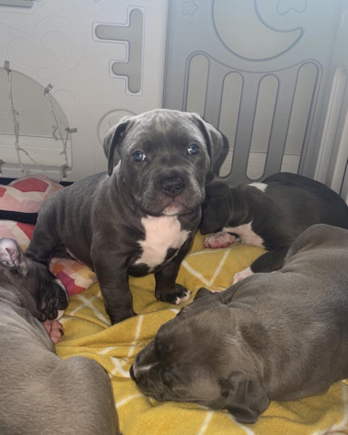 American Bulldog – XL Bully Pups ABKC