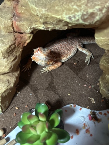 Any – red morph bearded dragon