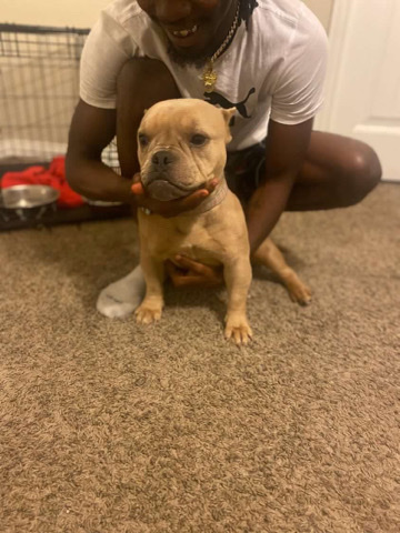 American Bulldog – 425 park meadows Dr