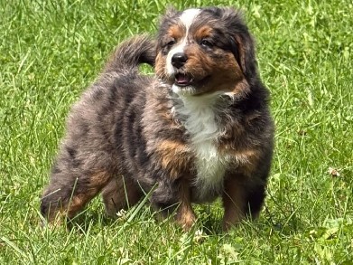 Bernese Mountain Dog – Aussie Mountain Doodles – Lorain