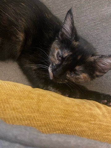 tortoiseshell kitten