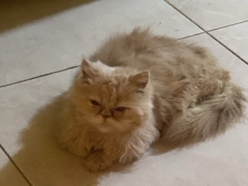 Persian (Modern) - Persian available for adoption in Ajman