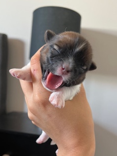 shih tzu puppies for sale