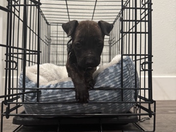 Bully Pit Mix – Sacramento