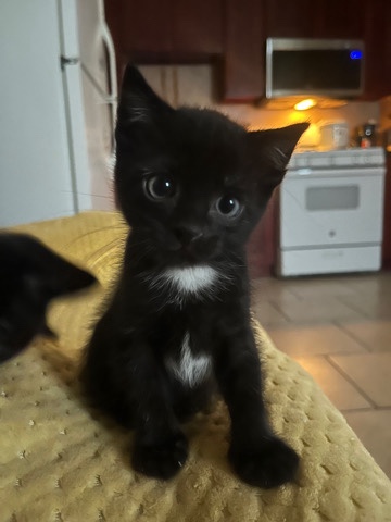 black kitten in 2 months