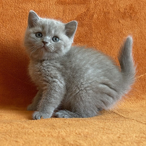 Russian Blue – Cute male and female British Shorthair kittens