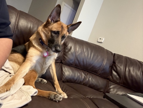 German Shepherd – purebred German shepherd (not fixed) responds to Leah or bear – San Antonio