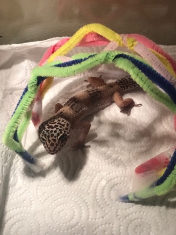 Leopard Gecko