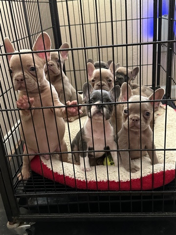 French Bulldog – French Bulldog Puppies