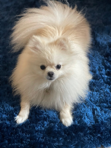 Teacup Cream Pomeranian