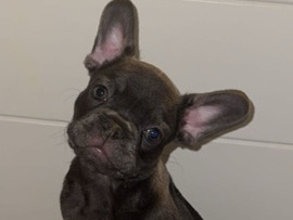 French Bulldog – Frenchie pups for sale ! – Leesville