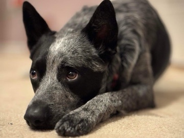 Australian Cattle Dog – Blue Heeler For Adoption – Northglenn