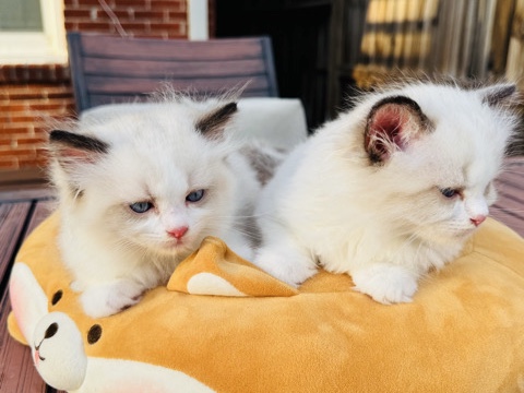 Ragdoll – Purebred Ragdoll kitten looking for home – Houston
