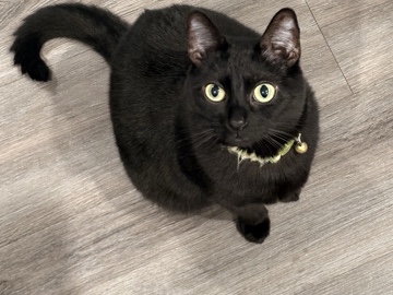 American Shorthair – Rehomimg – Shreveport