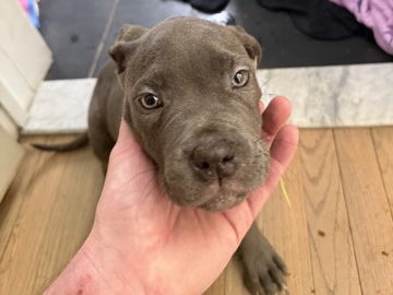 Cane Corso – cane corso – Newington