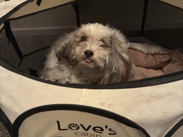 Shih Tzu - Bella  available for adoption in Las Vegas