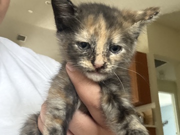 Russian White, Black and Tabby – kittens – Port Saint Lucie