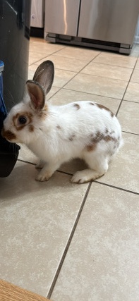 Lionhead – lionhead bunny