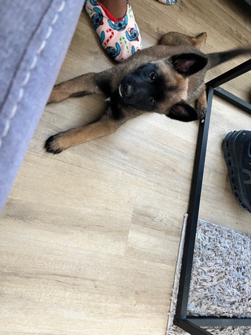 Belgian Shepherd Dog (Malinois) – Belgian malinois
