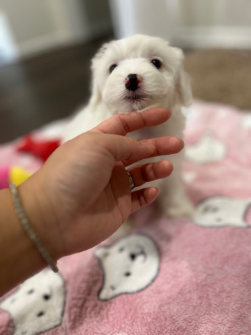 Maltese – puppies rehome