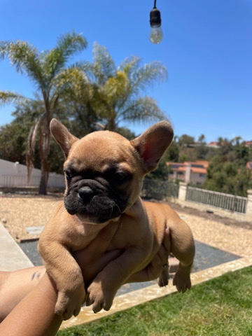 French Bulldog – Frenchies