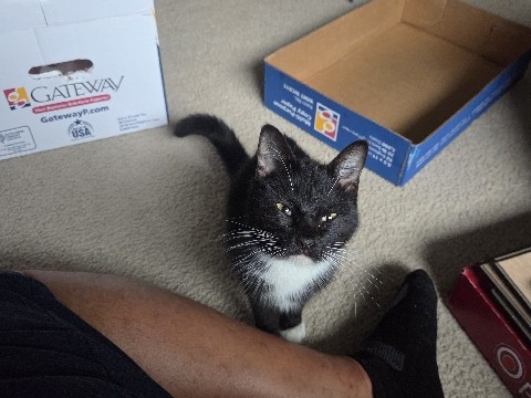 American Shorthair – Young kitten looking for a home – San Antonio