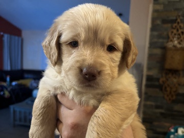 Golden Retriever – golden retriever – North Las Vegas